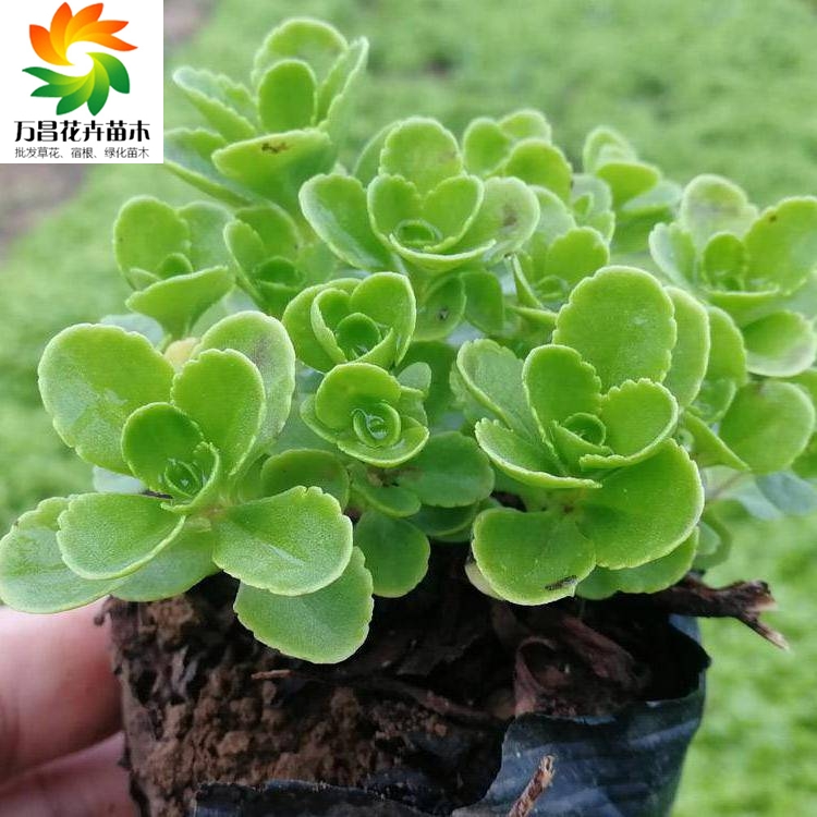 天津八宝景天 八宝景天盆苗 河北八宝景天