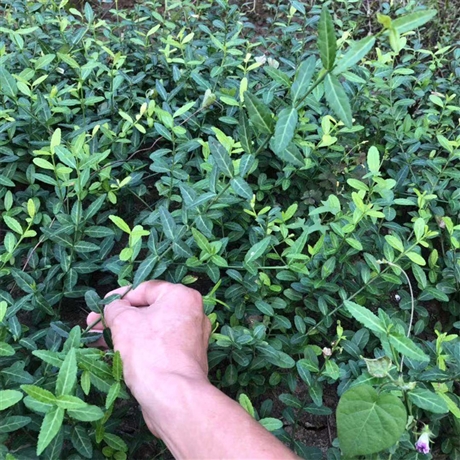 小叶扶芳藤图片(小叶扶芳藤实景效果)