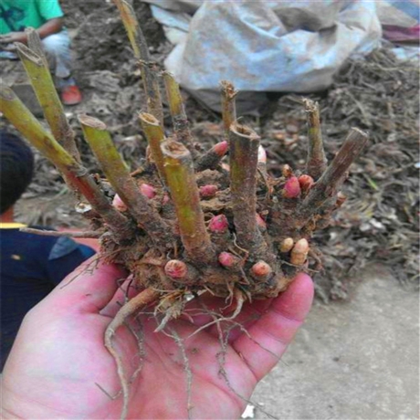 长期大量批发芍药杯苗芍药种苗供应多年生草本植物