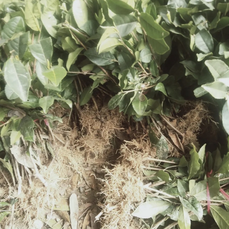 贵州苦丁茶种植园批发苦丁茶茶叶苗苦丁茶茶叶苗
