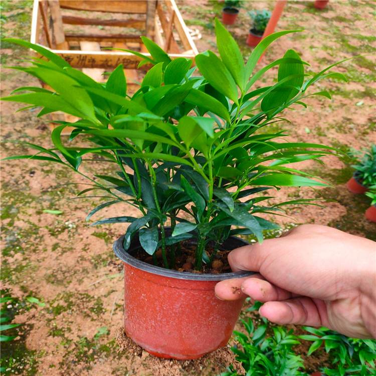 竹柏苗木基地 安徽小叶竹柏报价 今日行情