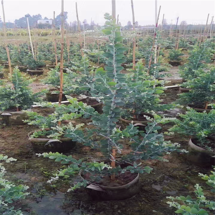 绿化灌木银合欢 湖南精品银合欢盆景 厂家直供小区庭院绿化