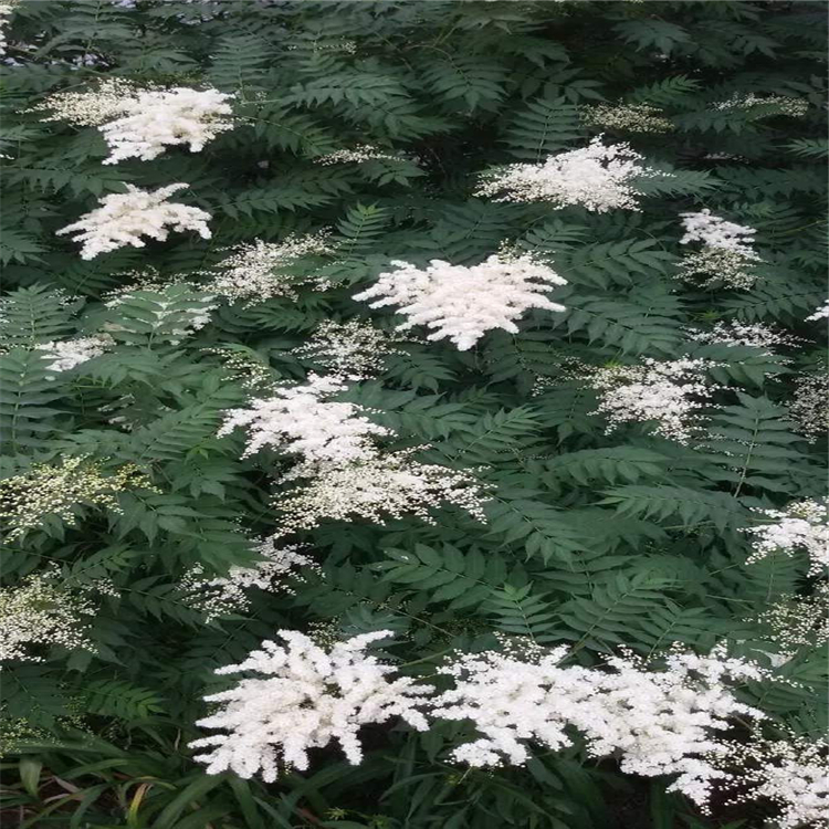 行道种植苗木 批发丛生珍珠梅 珍珠梅绿化苗 庭院观赏植物