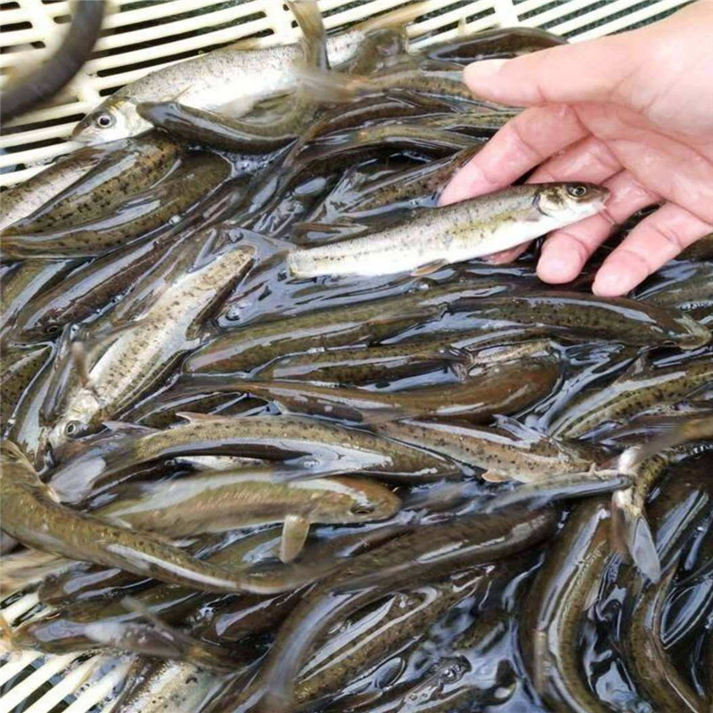 德陽細鱗魚苗 雅魚苗 鴨嘴魚苗魚苗全國供應 魚苗批發市場