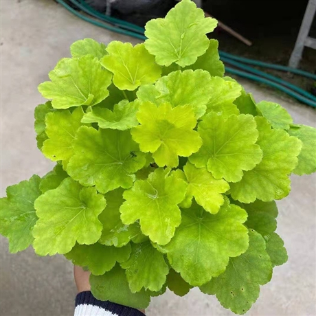 多色系矾根租摆耐寒草花景点观赏花卉矾根