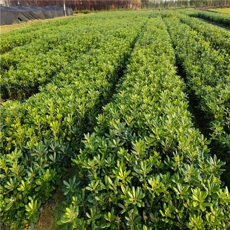 海桐苗木基地北京营养钵绿篱海桐苗庭院园林绿篱笆植物围墙