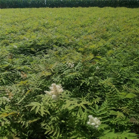 丹东珍珠梅小苗耐寒珍珠梅地栽苗