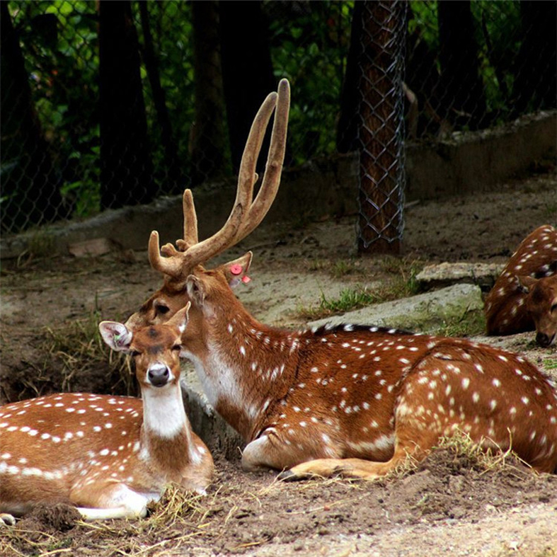 宠物梅花鹿价格咨询北京市出售公梅花鹿母梅花鹿