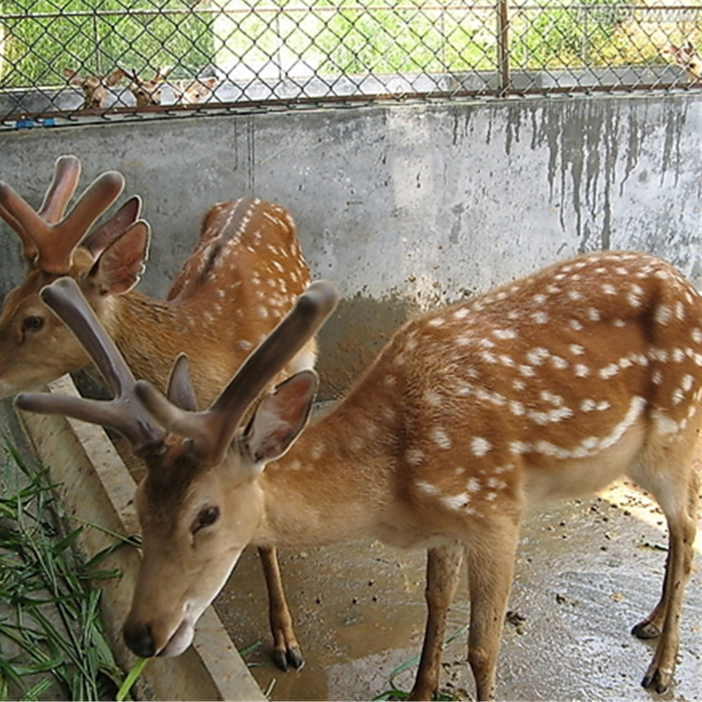 浙江省出售梅花鹿幼稚活体梅花鹿宠物梅花鹿萌宠出租