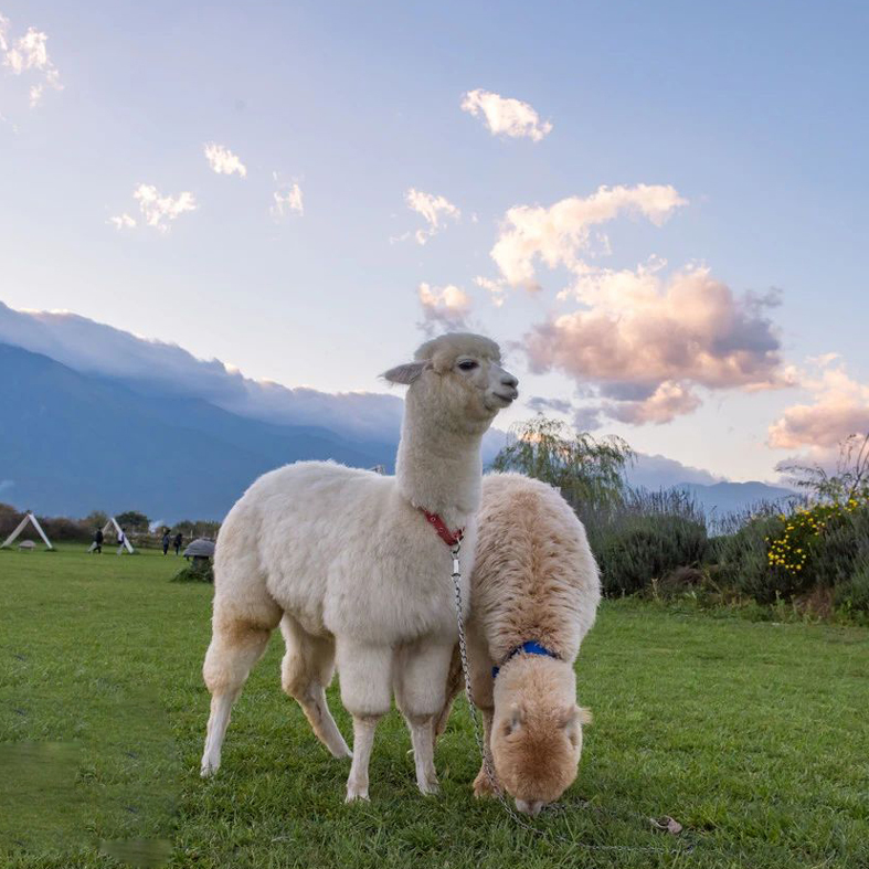 羊驼活体羊驼养殖厂一手货源