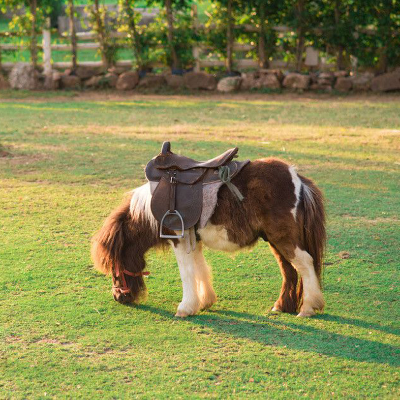 山庄骑乘马出售租赁观赏迷你矮马