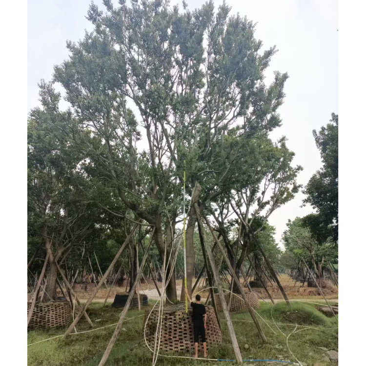 批發移栽喬木叢生朴樹全冠朴樹景觀樹園林綠化景觀樹