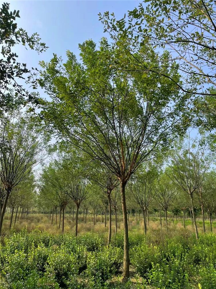 速生國槐種植基地國槐價格國槐樹批發河南落葉喬木鄢陵苗木基地