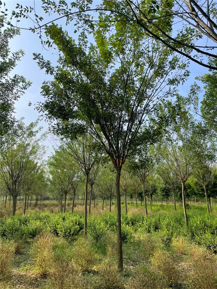 速生國槐種植基地國槐價格國槐樹批發河南落葉喬木鄢陵苗木基地