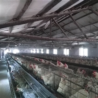 蛋鸡养殖喷雾机 养殖场喷雾除臭设备