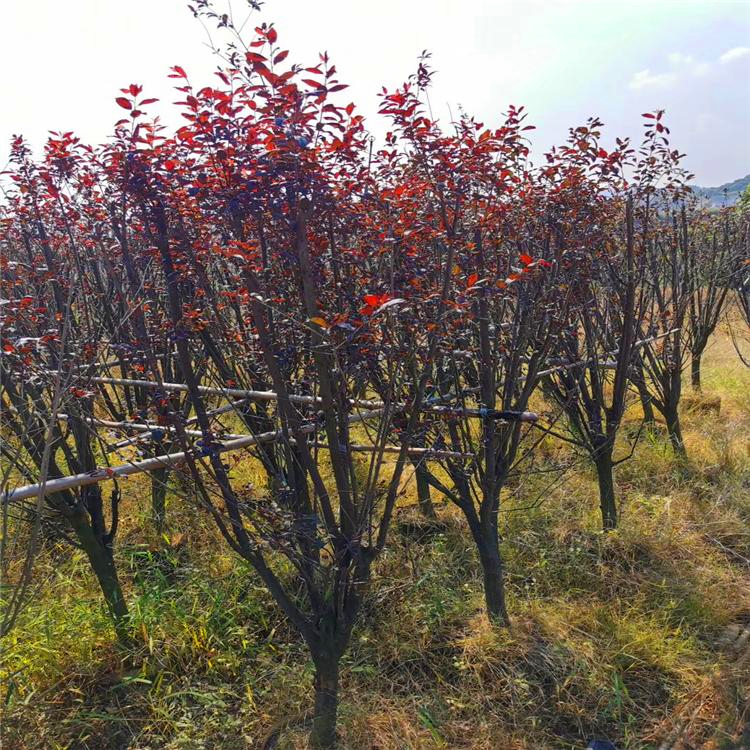 基地銷售紅葉李四川叢生紅葉李可全國供貨