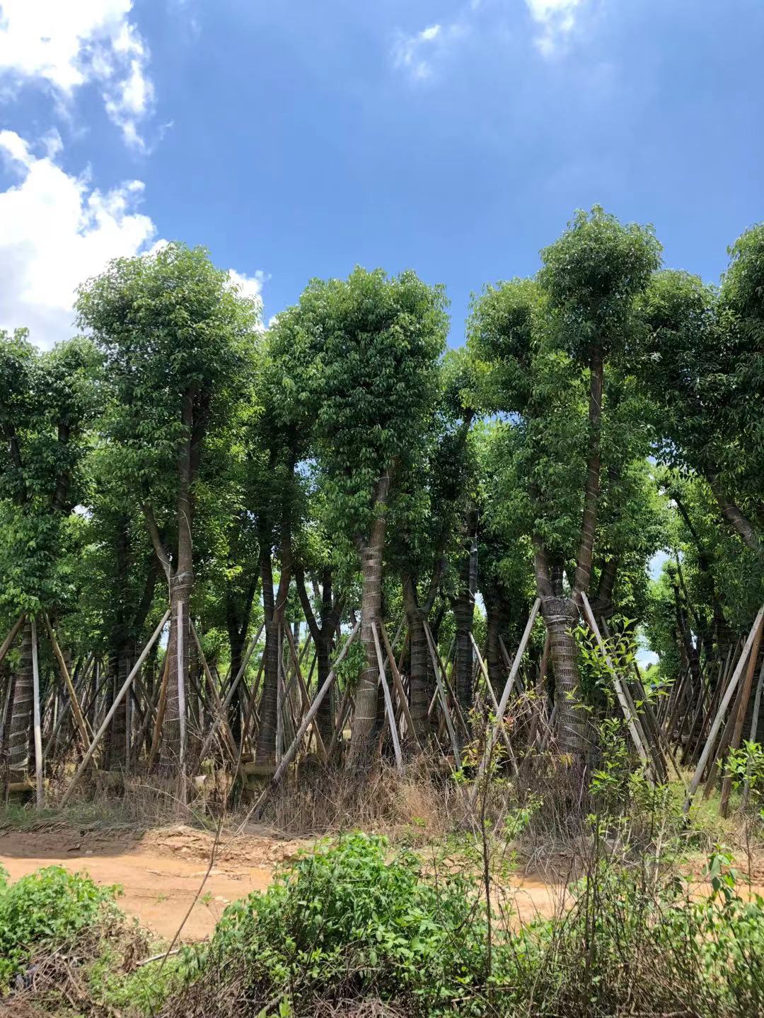 香樟树价格 广东基地直供丛生丛生香樟树 全冠香樟树报价