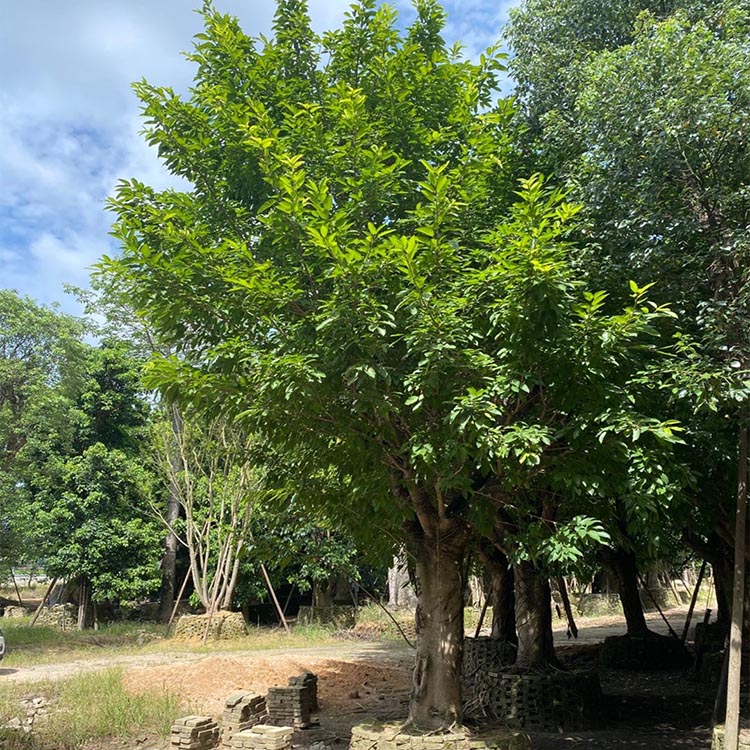 福建大叶榕地苗批发基地 高山榕移栽苗 鸡榕 分杆大叶榕树苗-搜了网