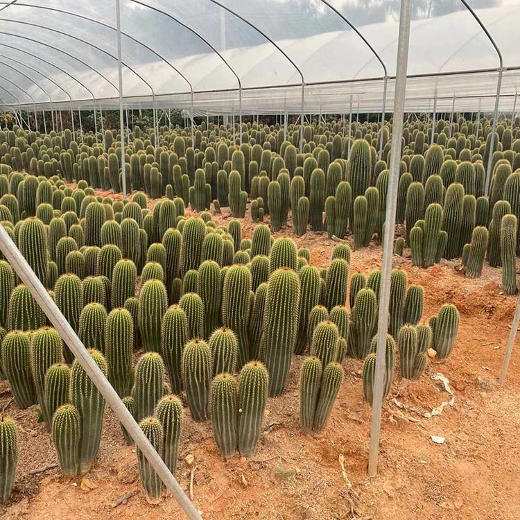 仙人掌盆栽 仙人球 仙人柱 多肉类植物 居家办公景观 基地直发