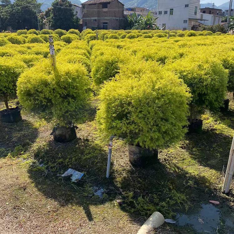 黃金寶樹造型樹樁盆栽 叢生黃金香柳造型樹 黃金千層金盆景 彩色植物