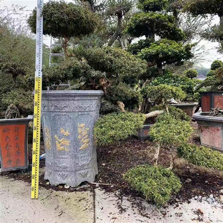 福建茶造型盆景福建茶樹樁盆景四季常青基地批發