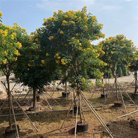 福建黄花槐树苗批发黄花槐移栽苗价格全冠黄槐树基地直供