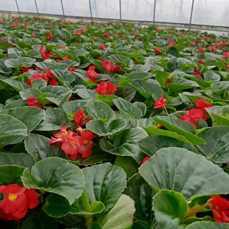 大花海棠佳浩基地种植大花海棠供应大花海棠苗