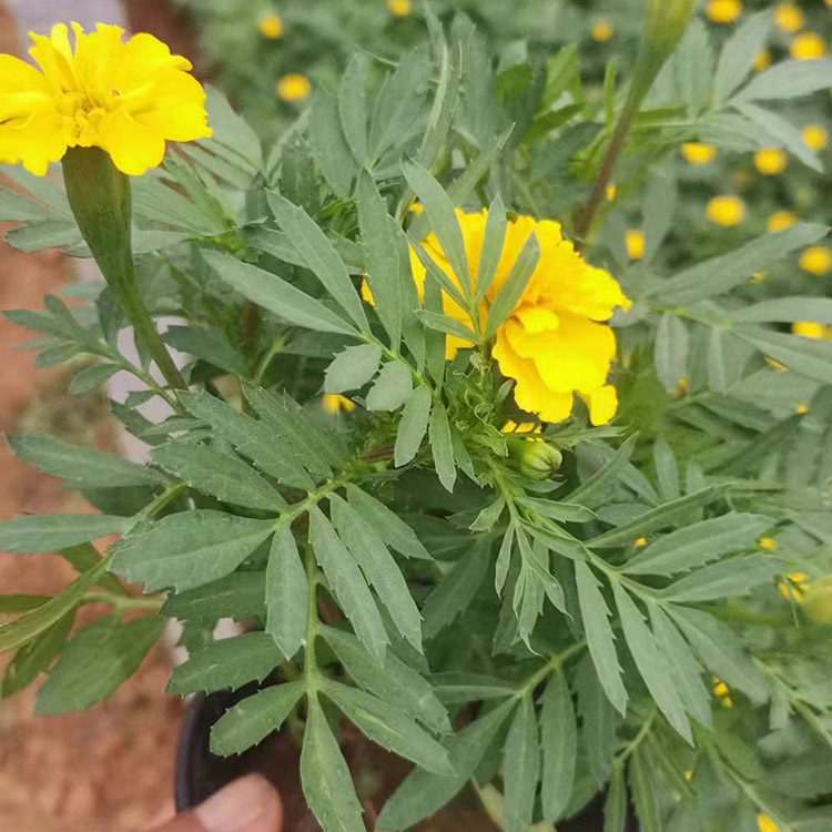 国庆租摆用孔雀草 基地批发孔雀草苗 咨询佳浩