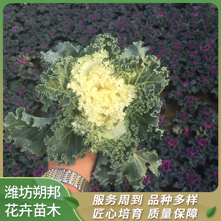 山東朔邦羽衣甘藍綠化苗租擺用羽衣甘藍冬季草花羽衣甘藍價格