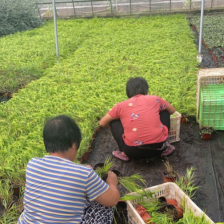 潍高种植香根草基地大量批发香根草苗质量优
