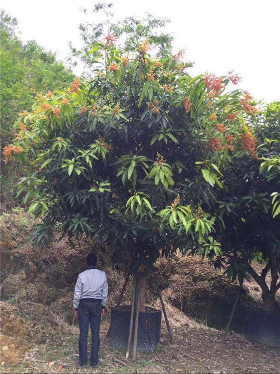 长期供应芒果树 湖南嫁接芒果树 自产自销 量大价优