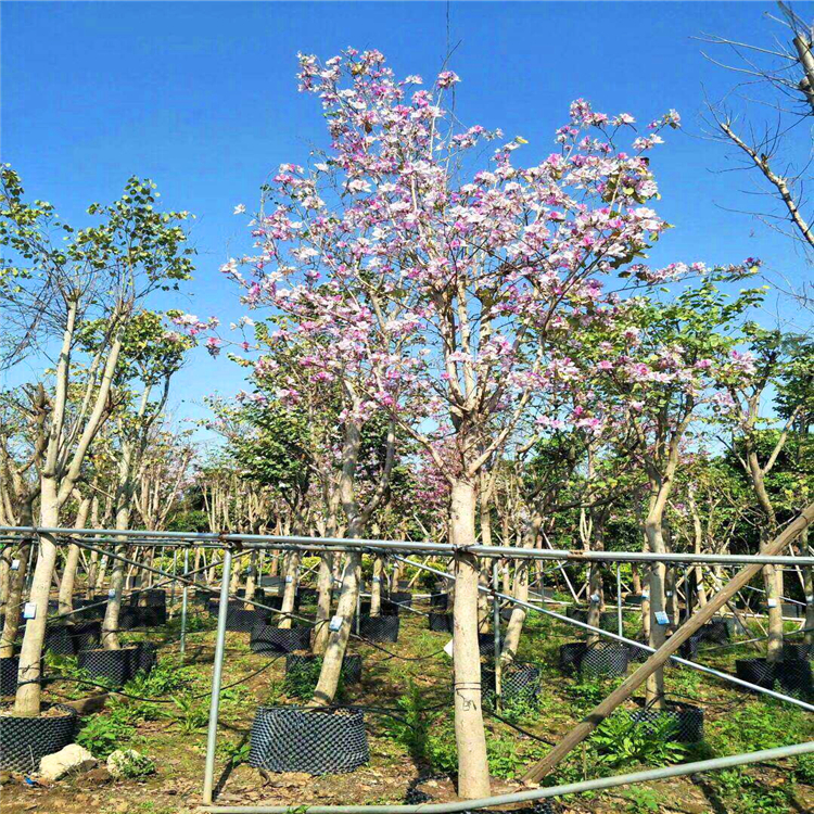 山东大量供应巨紫荆红花羊蹄甲移栽苗基地直供规格齐全