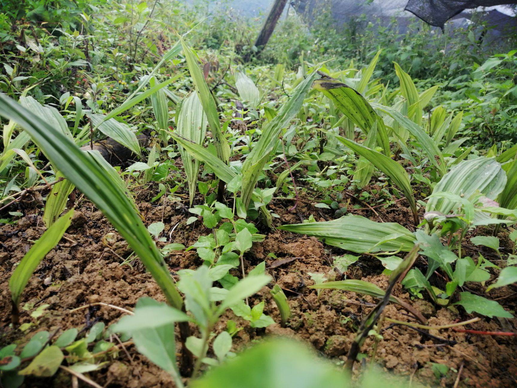 這種蘭花根部像大蒜,人稱冰球子毛慈菇,是名貴的中藥材,現在一千多