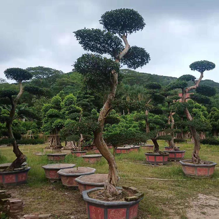 老树榆树古桩盆景庭院景观树桩景造型榆树盆栽多种造型树桩