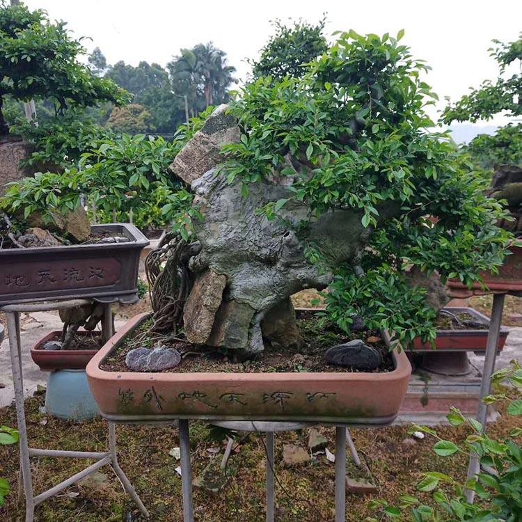 老树榆树古桩盆景庭院景观树桩景造型榆树盆栽多种造型树桩