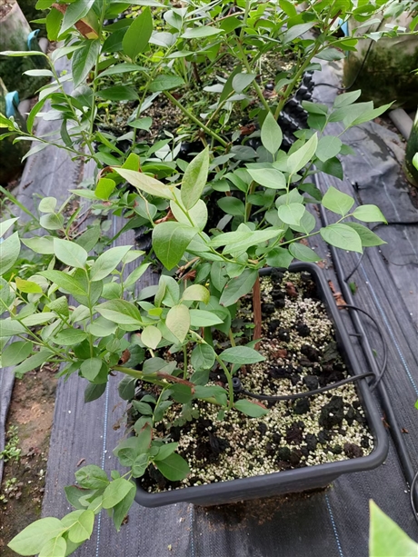 休伦蓝莓苗批发法新蓝莓苗批发自由蓝莓苗批发德雷伯蓝莓苗批发