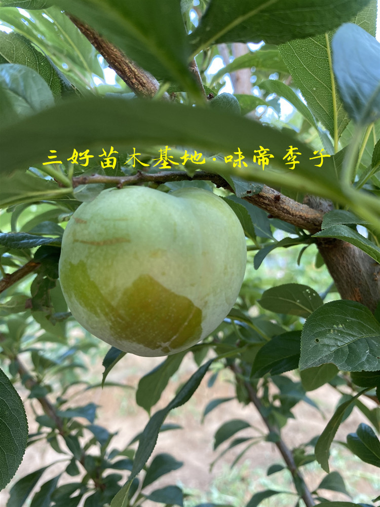 味帝李子苗怎么样品种特点
