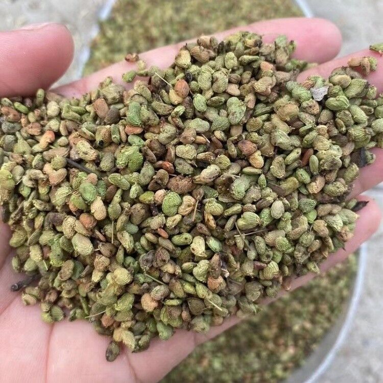 黄栌种子供应黄栌种子价格黄栌种子播种方法