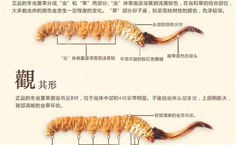 瑤安瑤族鄉(xiāng)回收冬蟲夏草多少錢一盒,回收4300條冬蟲夏草價格