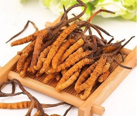 陽(yáng)城鎮(zhèn)回收冬蟲(chóng)夏草多少錢一克,回收4800條冬蟲(chóng)夏草免費(fèi)上門