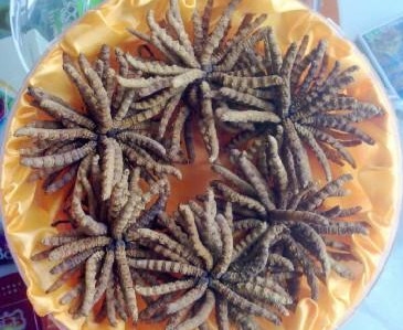 瑤安瑤族鄉(xiāng)回收冬蟲夏草多少錢一斤,回收4300條冬蟲夏草免費上門
