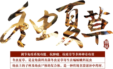 東華鎮(zhèn)回收冬蟲(chóng)夏草多少錢(qián),回收3100條冬蟲(chóng)夏草公司