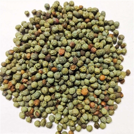 昊天木荷树苗易成活木荷小苗来样加工