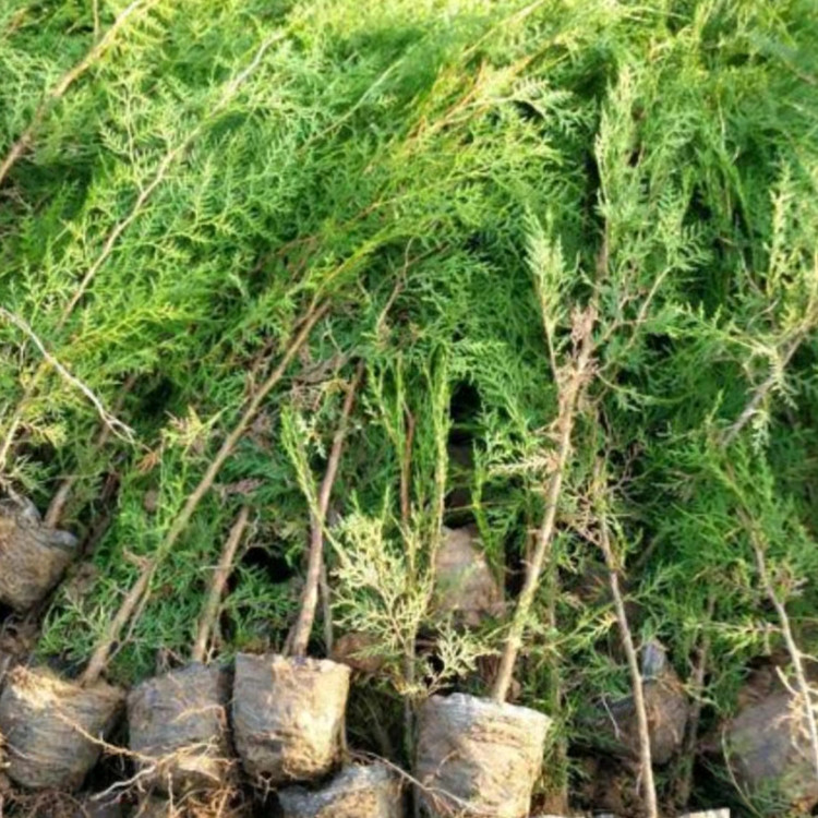 柏树种类柏树苗品种昊鑫农业品牌联系方式产品信息数量货源所属商家