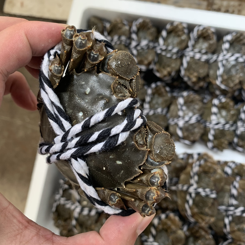 2021年09月19日潜江楚淼水产鲜活大闸蟹/六月黄螃蟹/河蟹/大闸蟹礼盒