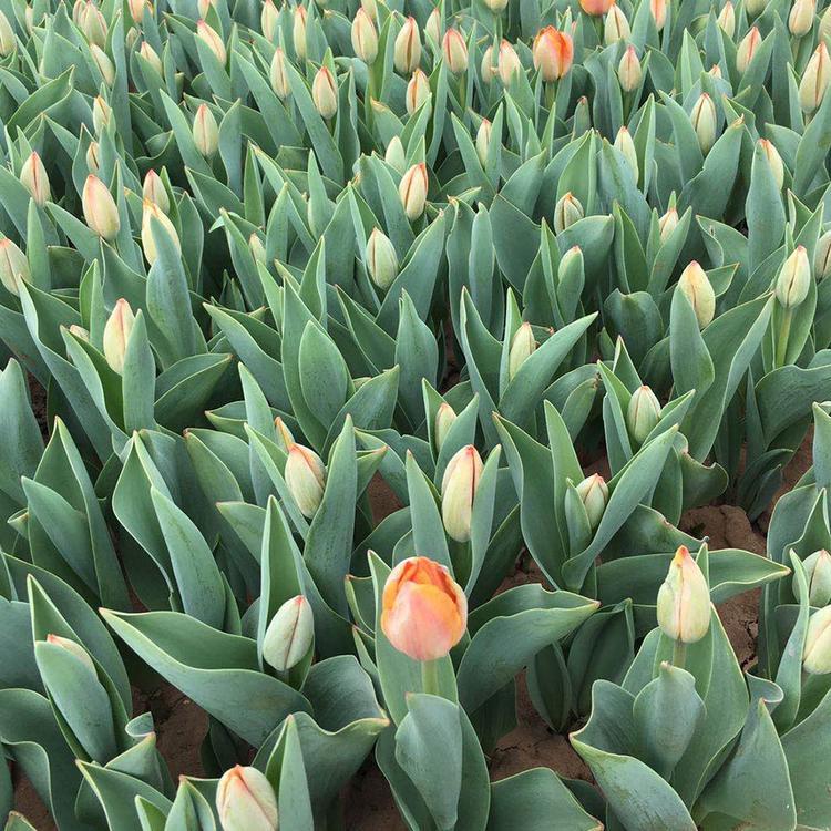 郁金香杯苗云泽郁金香花海种球供应郁金香栽植队伍咨询青州云泽花卉