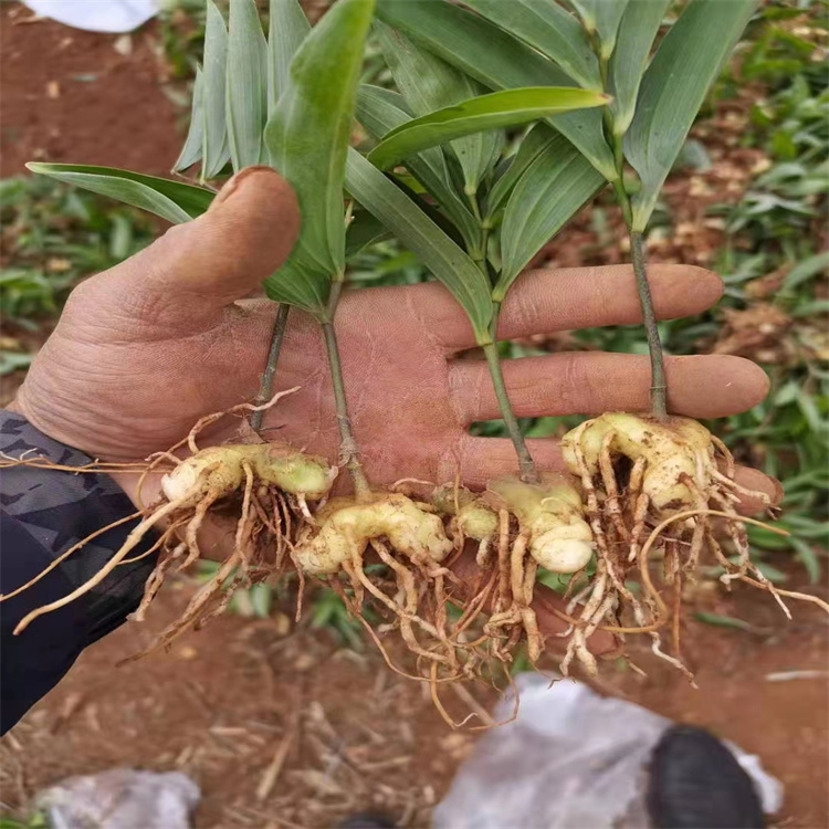 江西黄精市场种植前景天麻种类价格黄精产地价格