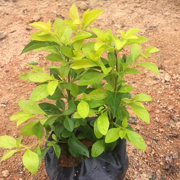 福建黄金叶杯苗 黄芯梅小苗 黄素梅幼苗 金叶假连翘 黄金叶批发