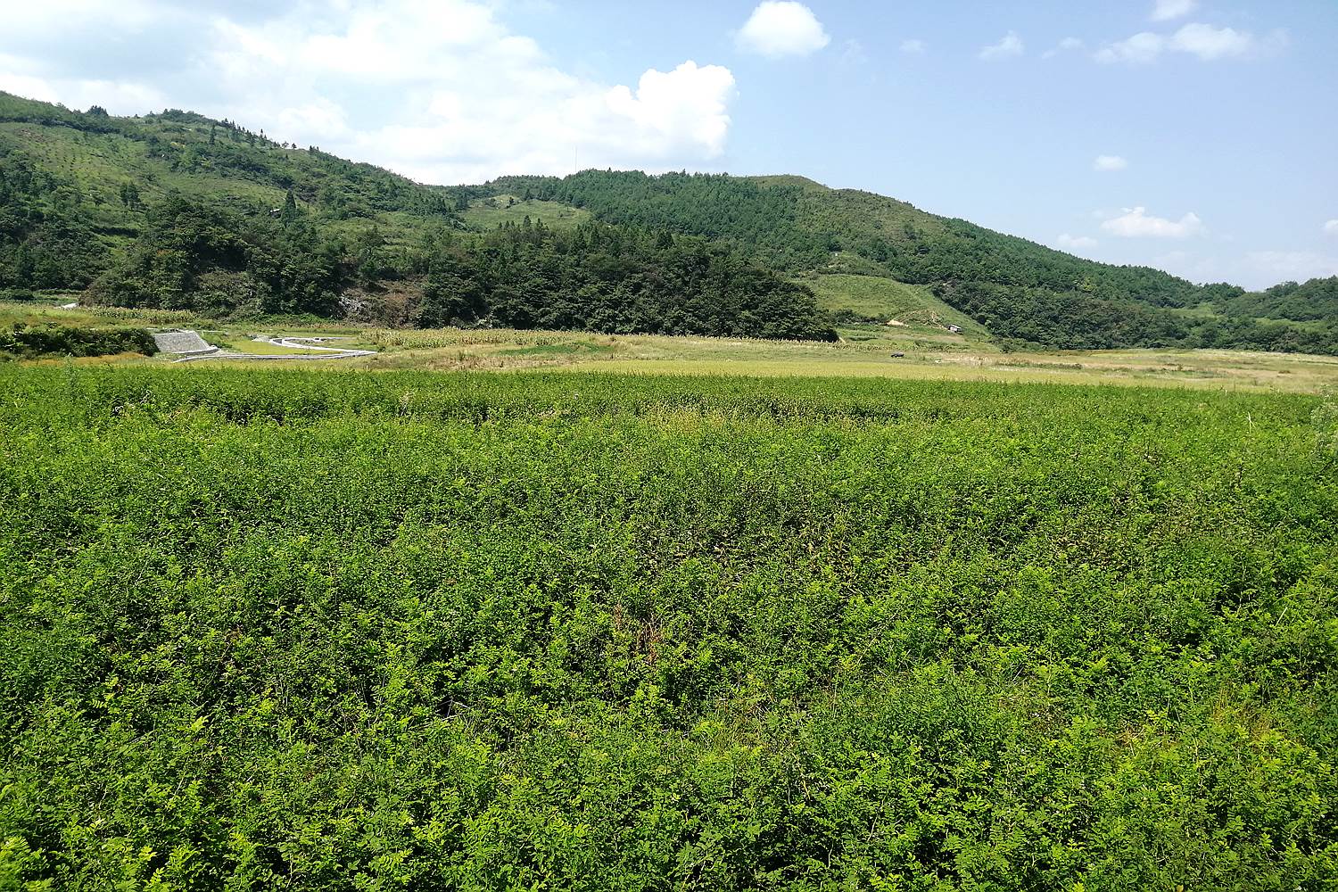 刺梨苗贵州省十里刺梨园区重点基地