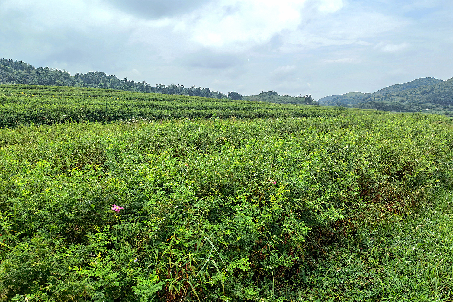 刺梨苗,贵州重点刺梨苗大型培育基地